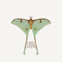 Disiplinlerarası Toplumsal Araştırmalar Kulübü logo - Similar company to Queer Psy-Force