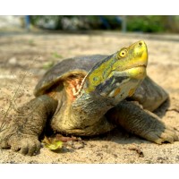 India Turtle Conservation Program logo - Similar company to Conservation Connect