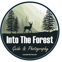 Into the forest logo - Similar company to Be Forest