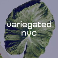 Variegated NYC logo - Similar company to Flow Design Collaborative