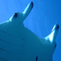 Manta Environmental Limited logo - Similar company to Gecko Cleantech