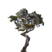 Cypress Satellite
