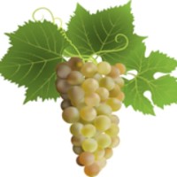 Vine Care UK logo - Similar company to Vinescapes