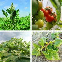SALAD - Saline AgricuLture logo - Similar company to Urban Farming 035