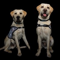 Hypo Hounds logo - Similar company to I Do Seo
