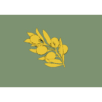 The Olive Branch Review logo - Similar company to Cfp Law Group, Calnan, Freeley & Pellegrini, P.C.