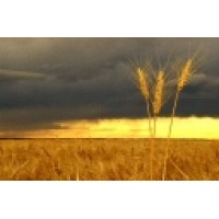 Statham Cheesman logo - Similar company to Alchemy Accountants