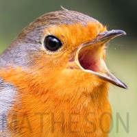 David Matheson Photography