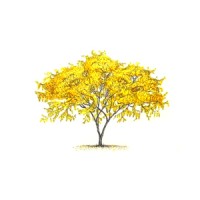 Kōwhai Tree Ventures