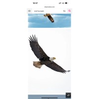 Eagle888 Pty Ltd logo - Similar company to Broc Finance