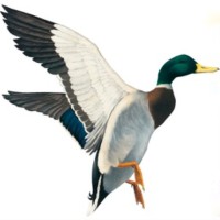 Mallard Ink Company Incorported logo - Similar company to T-Mark
