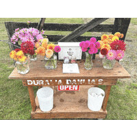 Duralia Dahlia Farm logo - Similar company to Growing Veterans