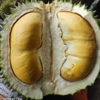 Durian Ind. Limited. logo - Similar company to Durian Medan