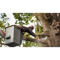 Watchhouse Tree Service logo - Similar company to K&J Tree Service