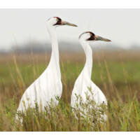 Niche Environmental Consulting logo - Similar company to Ecosystems, Llc
