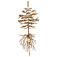 Endor Coffee logo - Similar company to Pixl