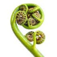 Fiddlehead Ventures logo - Similar company to Fiddlehead®