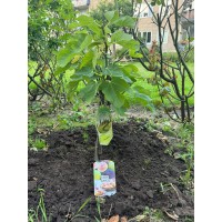 OneMoreTree logo - Similar company to One More Tree Foundation