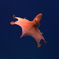 Deep Sea Mining Simulation logo - Similar company to Deep Sea Mining Campaign