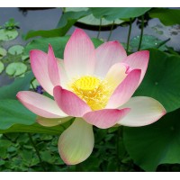 Lotus Bookkeeping Services, Inc logo - Similar company to L&K Bookkeeping Services