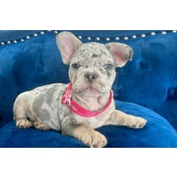 Celebrity Pupz