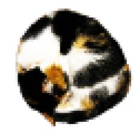 Calico Moose Productions