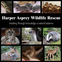 Harper Asprey Wildlife Rescue