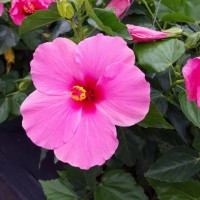 RUHLIG FARMS LLC logo - Similar company to Kalamazoo Flower Group
