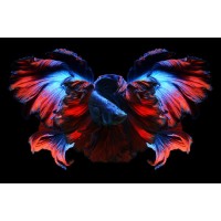 thailand Betta Fish logo - Similar company to Vector Thailand