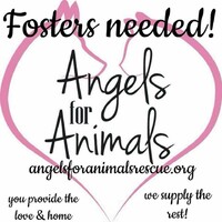 Angels For Animals Rescue logo - Similar company to 4 Strong Paws