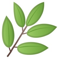 Feuille Racine