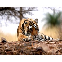 Ranthambhore National Park logo - Similar company to Tiwari Tours
