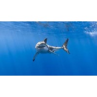 Tiburon IT Consulting logo - Similar company to Shift It Consulting