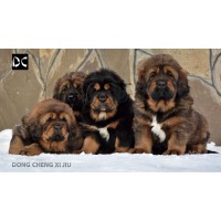 DONG CHENG XI JIU Tibetan mastiff Kennel