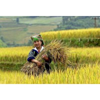 Indochina Tours logo - Similar company to Aboutasia Travel