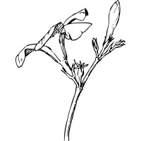 Shoots & Buds Brand Consulting logo - Similar company to Mechanical Dragons, Llc