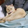 PetPacks w/ Felisa Moffat 🐾 logo - Similar company to Elle&Gigi