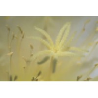 Natural Grace Funerals And Cremations