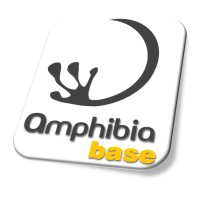 Amphibia BASE logo - Similar company to Infinite Bim
