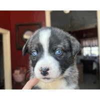 Dollar Thrifty Cars logo - Similar company to Brimborg