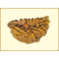 Indo Nepal Rudraksha Organisation