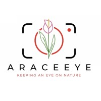 Araceeye