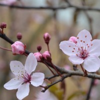 In Bloom Tuinen logo - Similar company to Hier.
