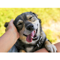 Puppy's Slot logo - Similar company to Slot One Technologies