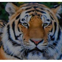 Center for Tiger Conservation logo - Similar company to Iungoo