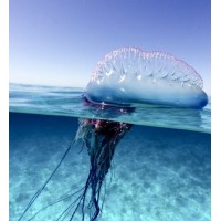 The Renaissance Group D.V. logo - Similar company to Guchat