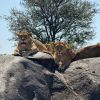 East Africa Smile Tours logo - Similar company to Feline Fields