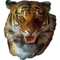 Tiger GmbH logo - Similar company to Threesite.Com