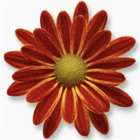 Mireille Fiset :: Conception graphique