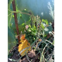 Champ des Vignes- Belgique logo - Similar company to Nespart